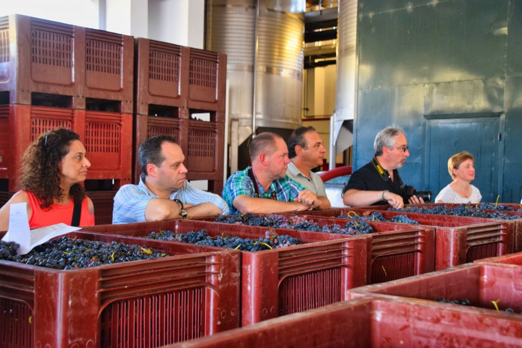 Watching Grapes Arrive at Quinta da Roêda