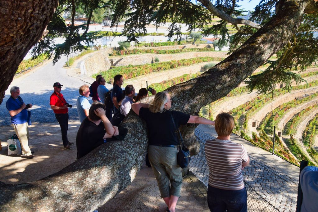 Surveying Quinta do Noval's Vineyards From Underneath Their 200-Year-Old Lebanese Cedar Tree