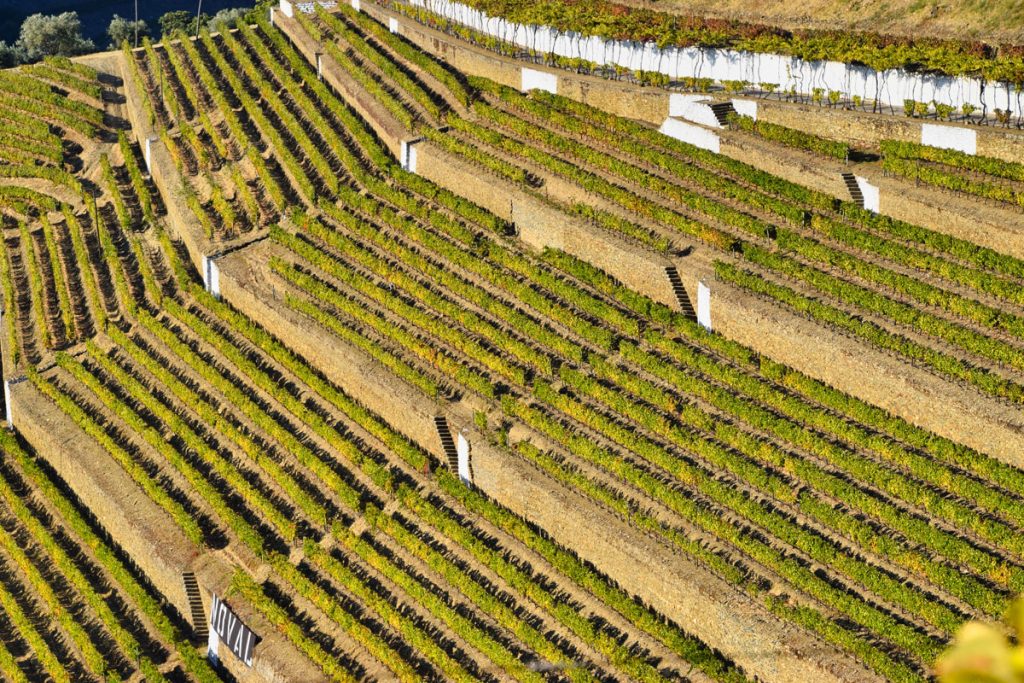 The Vineyard of Quinta do Noval