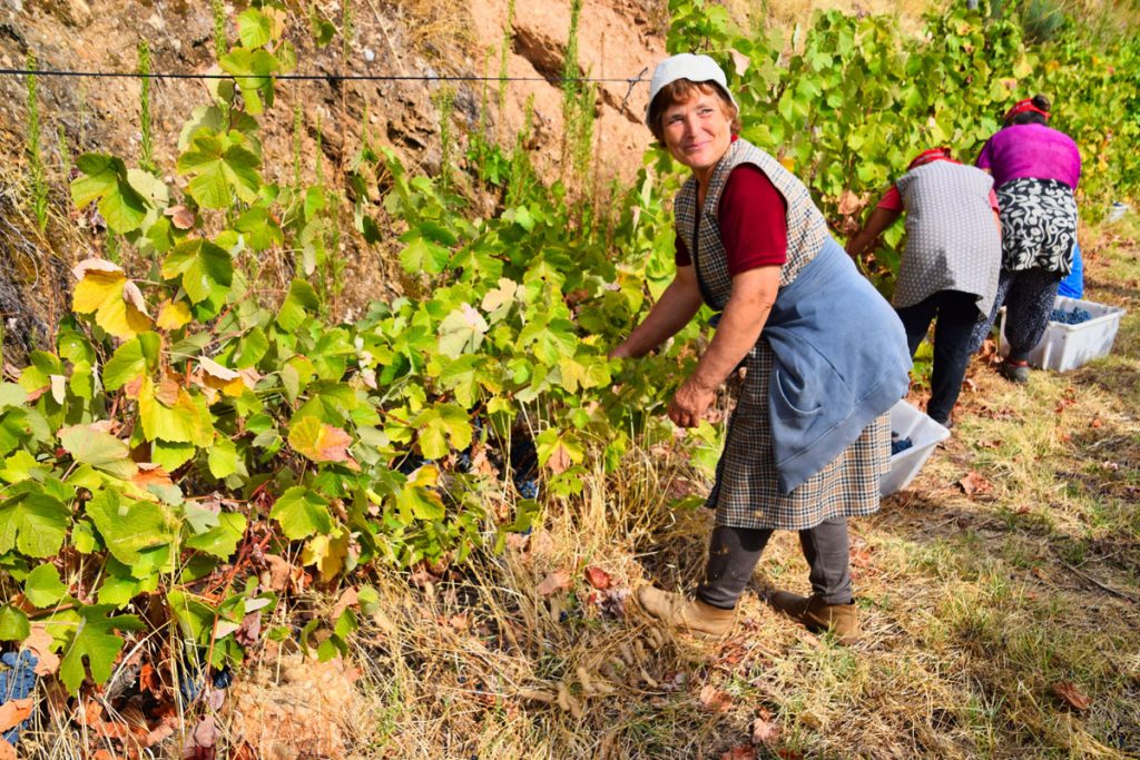 Hand-Picking The Grapes at Quinta da Brunheda